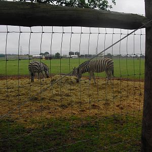 Chapman's Zebra - 06/09/2011