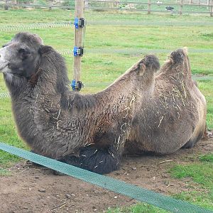 Bactrian Camel - 06/09/2011