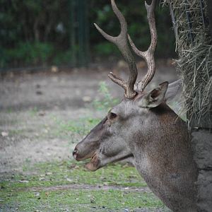 Barbary Red Deer at Tierpark Berlin, 30/08/11