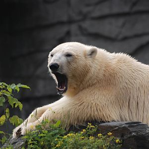 Polar Bear at Tierpark Berlin, 30/08/11