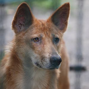 Dingo at Tierpark Berlin, 30/08/11
