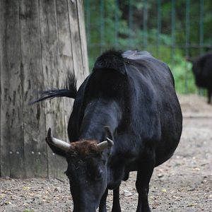 Caucasian Zebu at Tierpark Berlin, 30/08/11