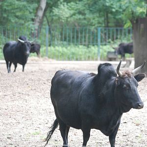 Caucasian Zebu at Tierpark Berlin, 30/08/11