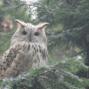 Siberian Eagle Owl at Tierpark Berlin, 30/08/11