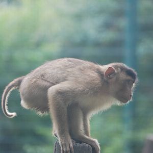 Southern Pig-tailed Macaque at Tierpark Berlin, 30/08/11