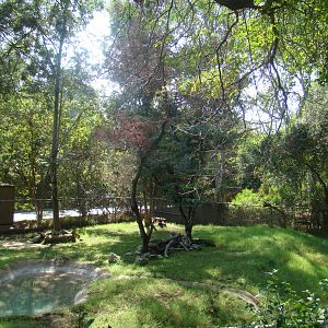 Babirusa Exhibit at the Los Angeles Zoo