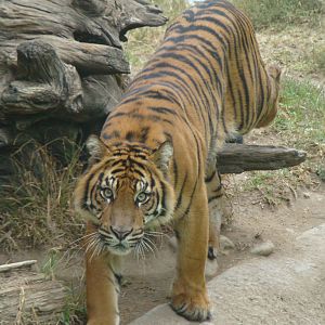 Sumatran Tiger at the Los Angeles Zoo
