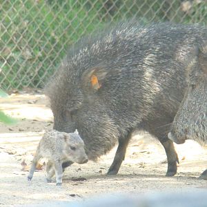 Chacoan Peccaries at the Los Angeles Zoo
