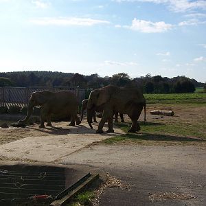 Elephants October 2007