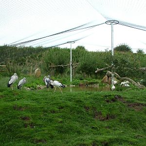 Asian Openbill aviary at Blackbrook Sept 2008