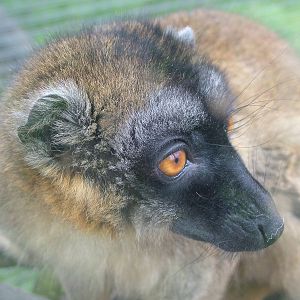 Mayotte Lemur at Blackbrook Sept 2008