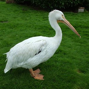 American White Pelican at Blackbrook Sept 2008