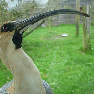 Black-faced Ibis at Blackbrook Sept 2008
