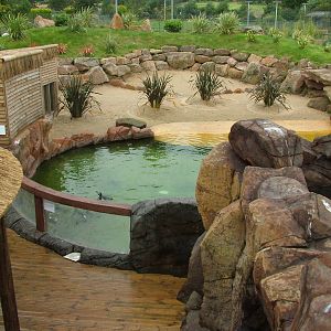 Penguin Pool at Blackbrook Sept 2008