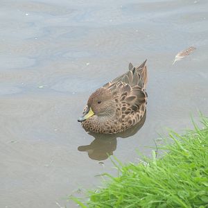Mottled Duck at Blackbrook Sept 2008