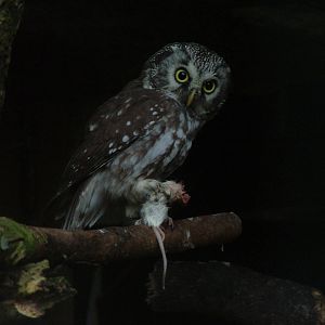 Tengmalm's Owl at Blackbrook Sept 2008
