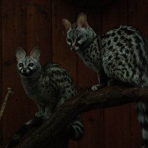 African Small-spotted Genet at Wroclaw Zoo Sept 2008