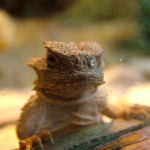 Horned Lizard at Wroclaw Zoo Sept 2008