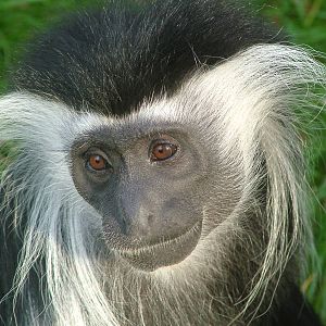 Angolan Colobus at Wroclaw Zoo Sept 2008