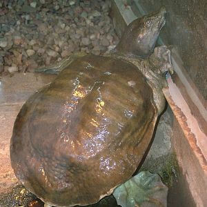 Burmese Peacock Softshell Turtle at Wroclaw Zoo Sept 2008