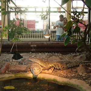 Crocodile enclosure at Katowice Zoo Sept 2008