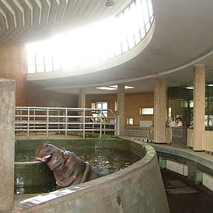 Hippo enclosure in Elephant House at Katowice Zoo Sept 2008