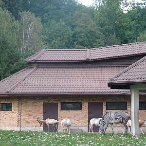 Mixed African ungulates at Katowice Zoo Sept 2008