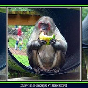 Stumpy at Monkey World