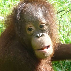 Orangutan at Monkey World