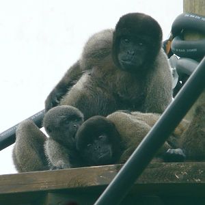 Woolly Monkeys at Monkey World