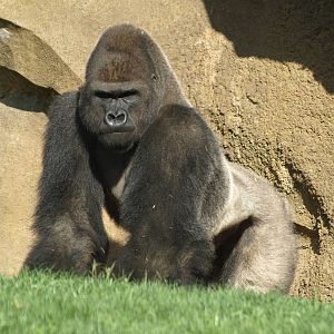 gorillas & mangabeys eating