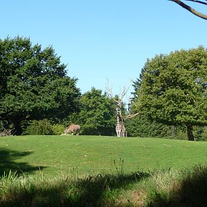 Woodland Park Zoo - African Savanna