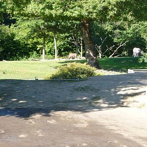 Woodland Park Zoo - African Savanna