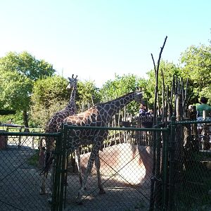 Woodland Park Zoo - Giraffe Feeding Area