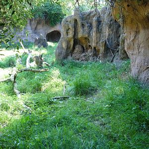 Woodland Park Zoo - African Wild Dog Exhibit