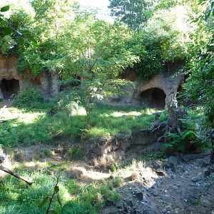 Woodland Park Zoo - African Wild Dog Exhibit