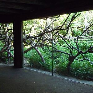 Woodland Park Zoo - Lion-Tailed Macaque Exhibit