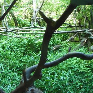 Woodland Park Zoo - Lion-Tailed Macaque Exhibit
