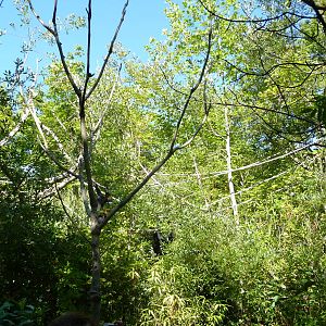 Woodland Park Zoo - Siamang Exhibit