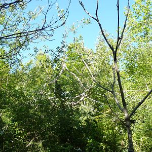 Woodland Park Zoo - Siamang Exhibit
