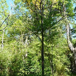 Woodland Park Zoo - Siamang Exhibit
