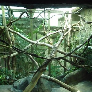 Woodland Park Zoo - Siamang Indoor Exhibit
