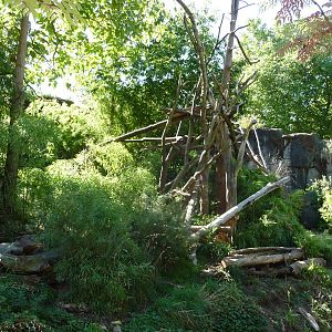 Woodland Park Zoo - Orangutan Exhibit