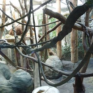 Woodland Park Zoo - Orangutan Indoor Exhibit