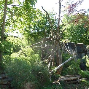 Woodland Park Zoo - Orangutan Exhibit