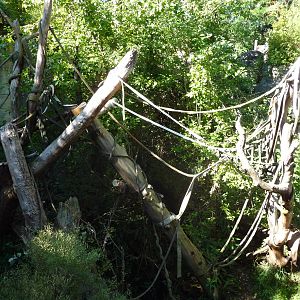 Woodland Park Zoo - Orangutan Exhibit