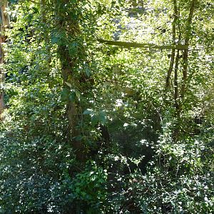 Woodland Park Zoo - Orangutan Exhibit
