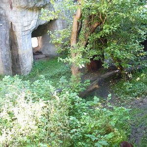 Woodland Park Zoo - Orangutan Exhibit