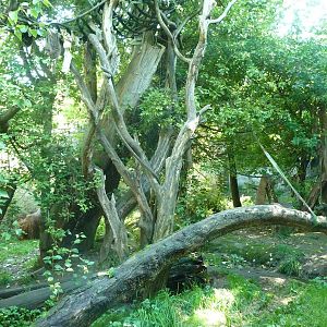Woodland Park Zoo - Orangutan Exhibit