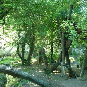 Woodland Park Zoo - Orangutan Exhibit